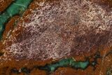 Polished Green Chrysoprase Section - Western Australia #364243-1
